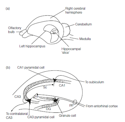 2330_Hippocampal circuitry.png